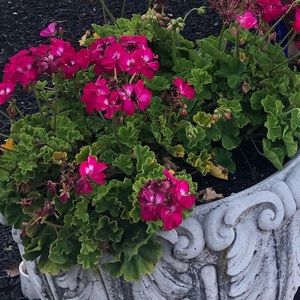 Meet your Posher, Arushi